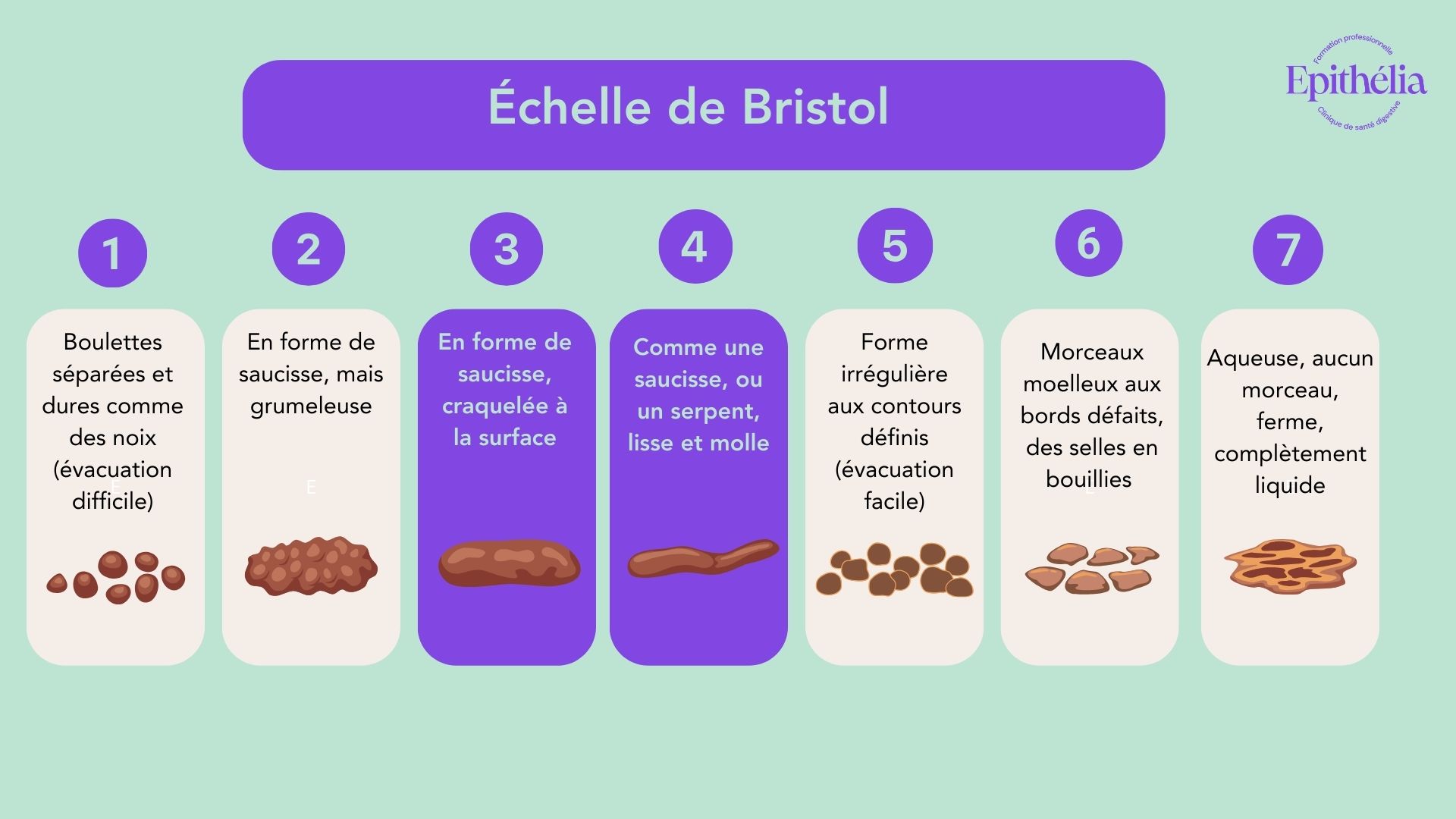 Échelle de Bristol. ÉPITHÉLIA- Clinique de santé digestive. Équipe de nutritionnistes. 