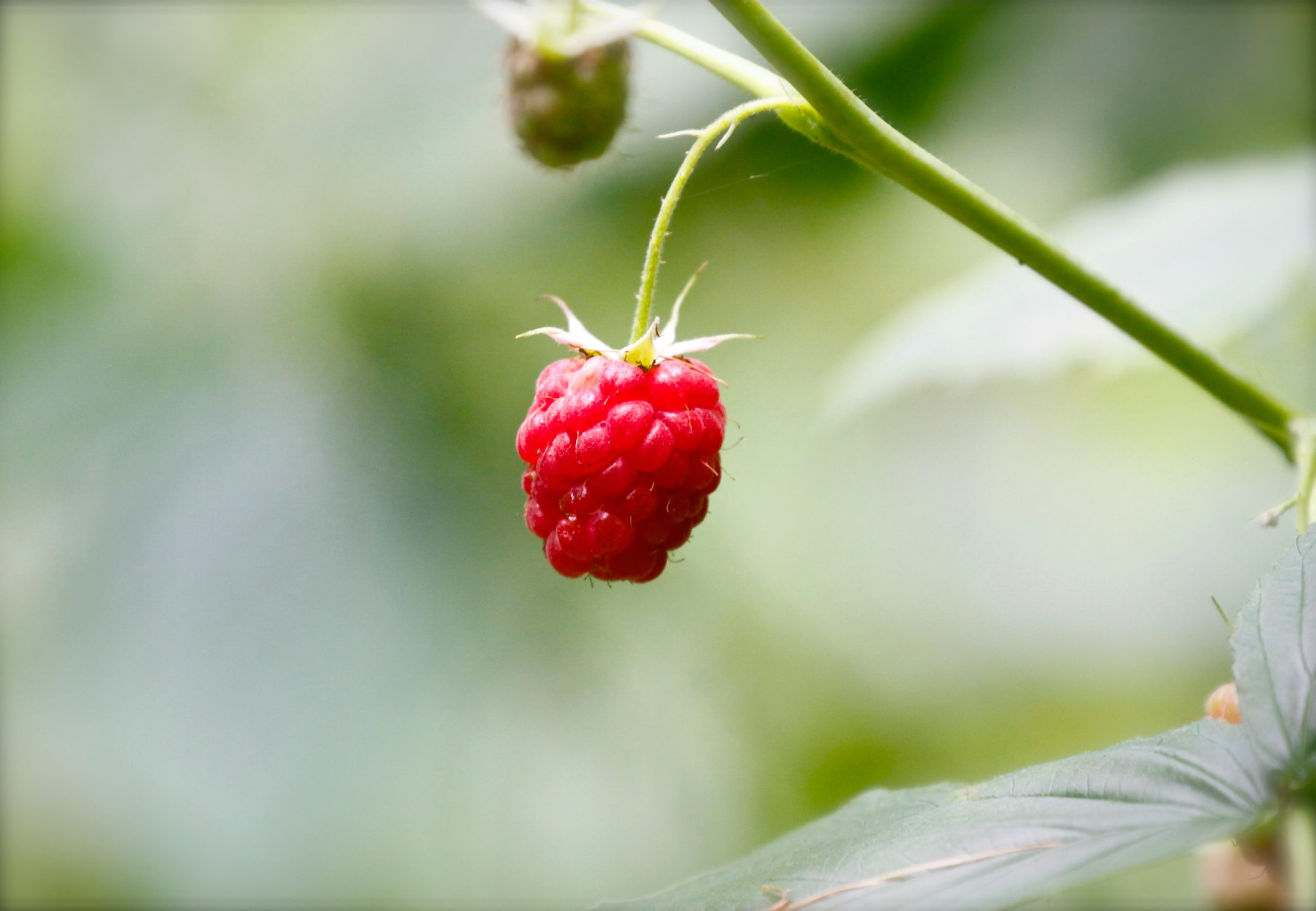 Framboise: bienfaits nutritionnels, fibres, santé digestive, diverticulite