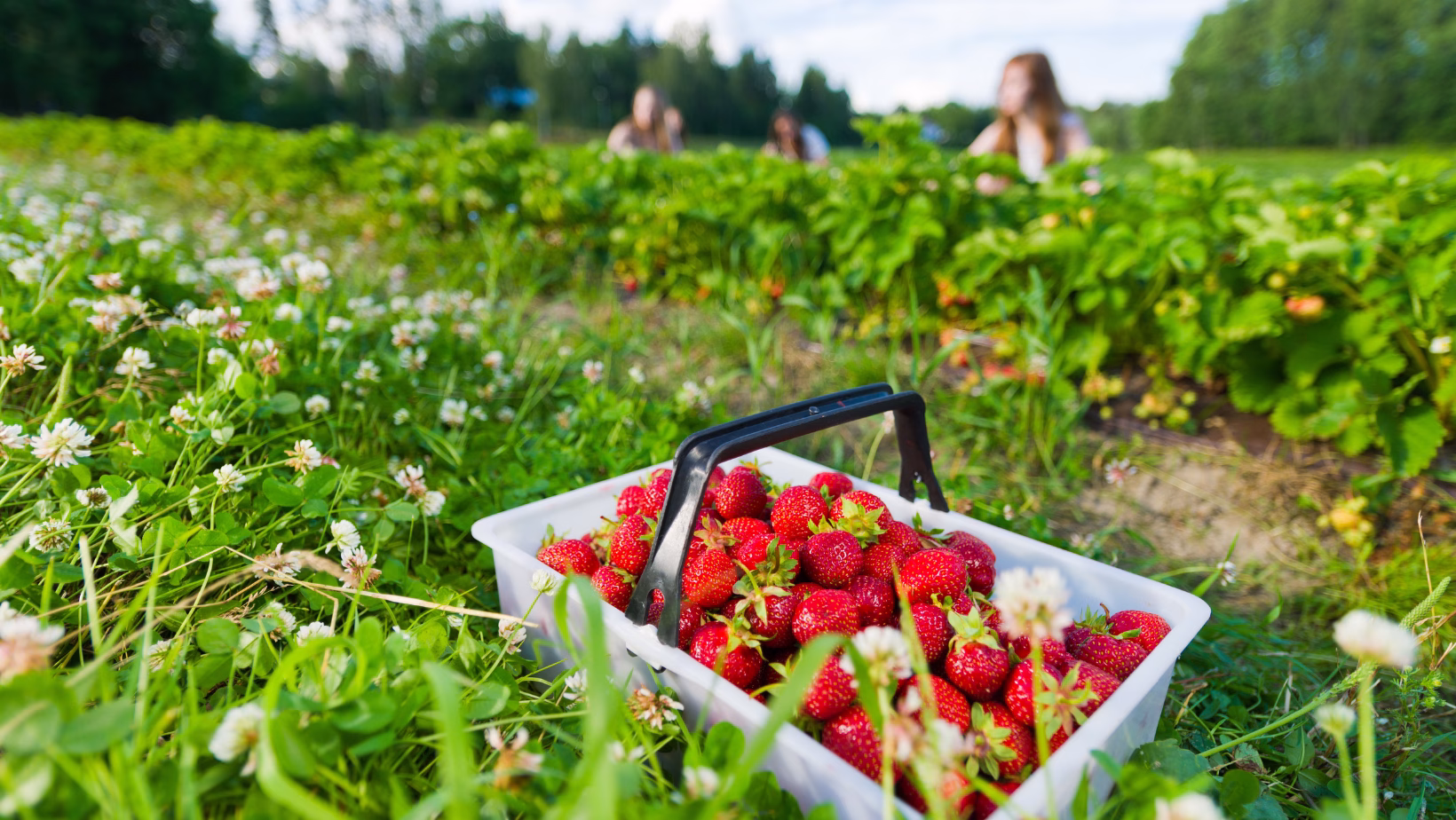 articles (5) Fraise